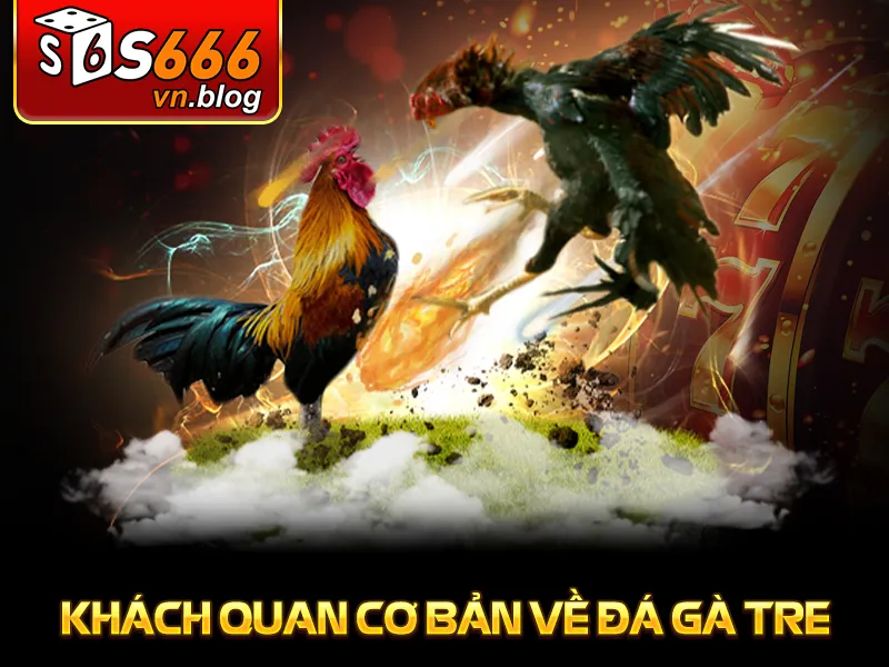 Đá Gà Tre Tại S666: Trận Đấu Đầy Kịch Tính Và Hấp Dẫn 2 Khách quan cơ bản về đá gà tre