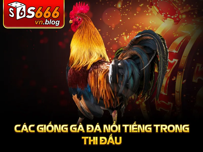 Đá Gà Tre Tại S666: Trận Đấu Đầy Kịch Tính Và Hấp Dẫn 3 Các giống gà đá nổi tiếng trong thi đấu