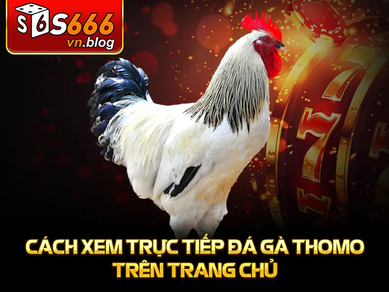 Trực Tiếp Đá Gà Thomo Tại S666: Thế Giới Giải Trí Đầy Kịch Tính 4 Cách xem trực tiếp đá gà thomo trên trang chủ